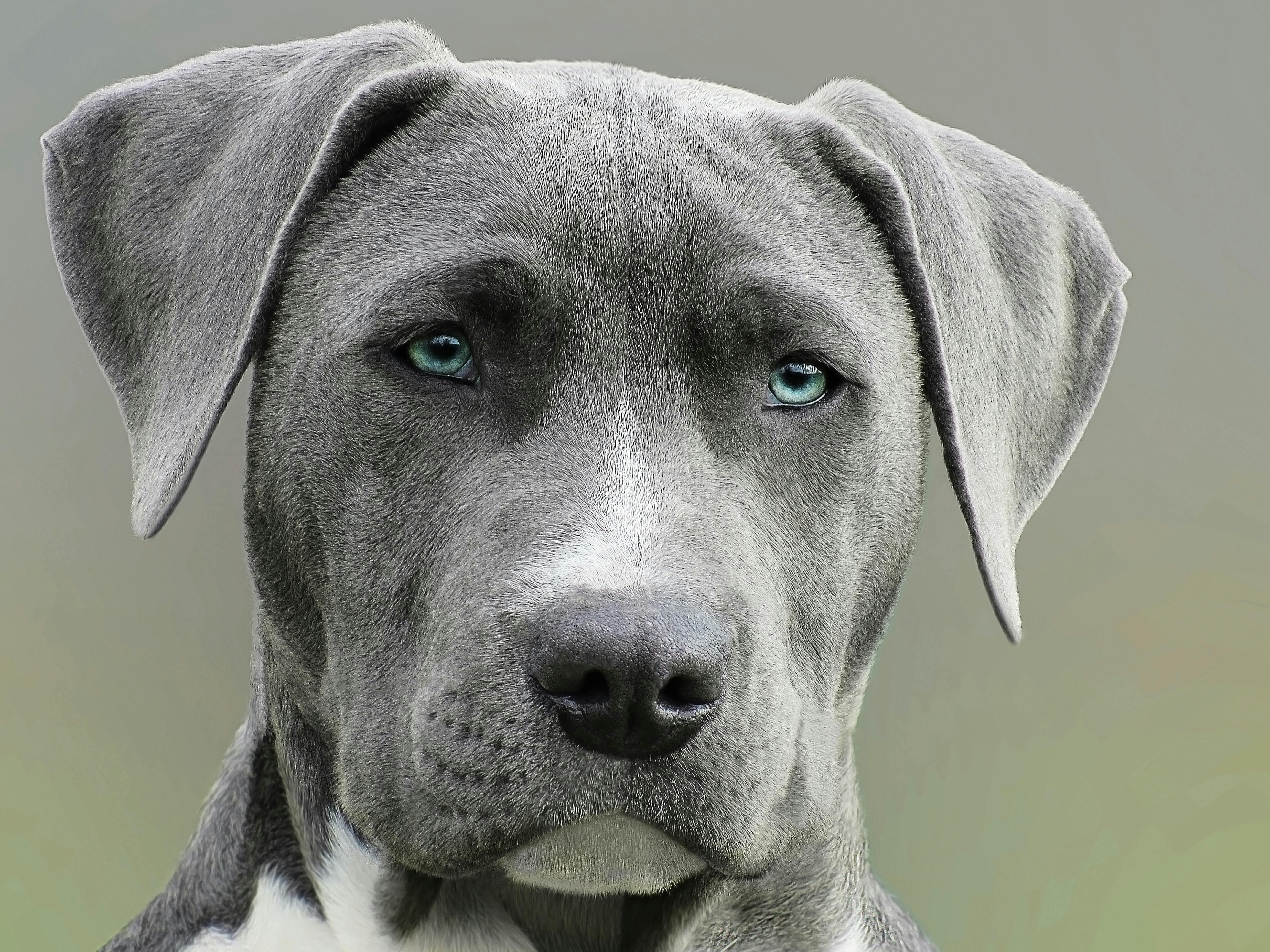 Peppermint-testpet-notadoptable, Adoptable, Young Male Pit Bull Terrier.