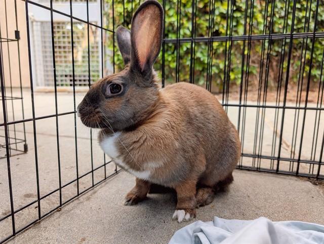 FARRAH, Adoptable, Young Female Bunny Rabbit.
