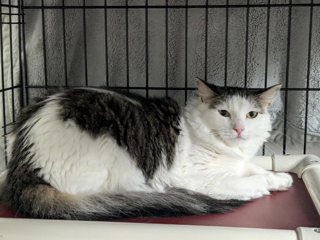 Enlarge Polly, a Adoptable mixed breed in Meriden, CT image 1/3
