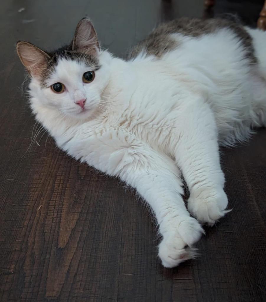 Enlarge Polly, a Adoptable mixed breed in Meriden, CT image 2/3