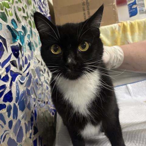 Enlarge XAYAH, a Adoptable Domestic Short Hair in Pensacola, FL image 1/1