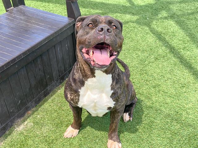 CHALUPA, Adoptable, Adult Female American Bulldog & Mixed Breed.