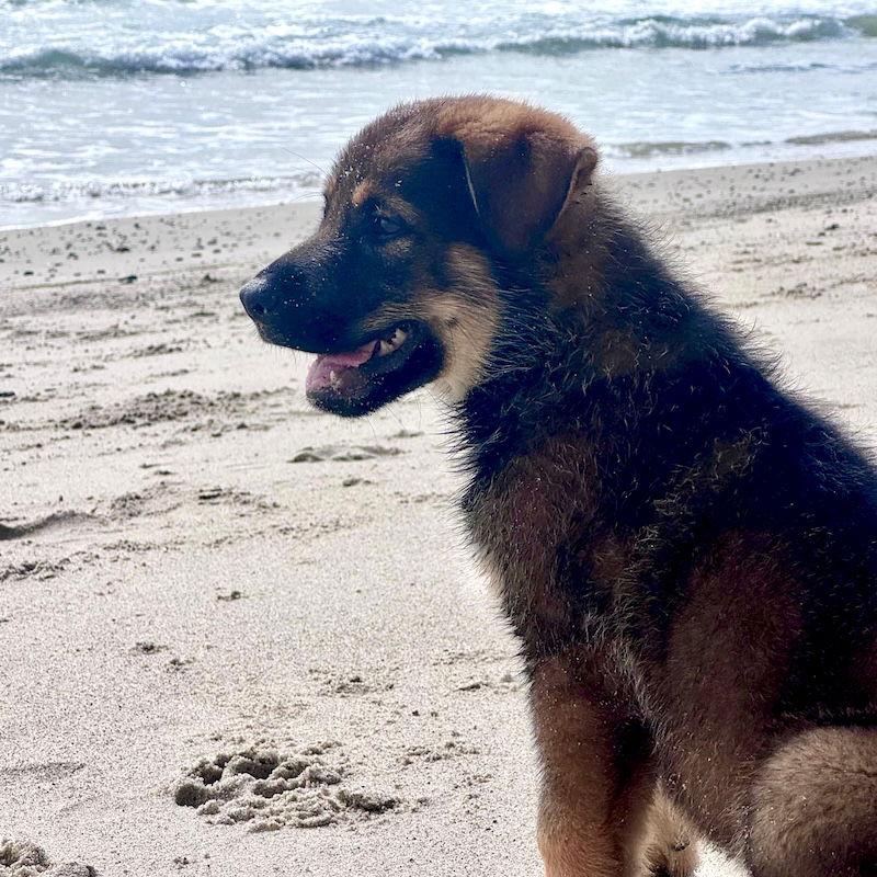 Moose, Adoptable, Young Male Shepherd.