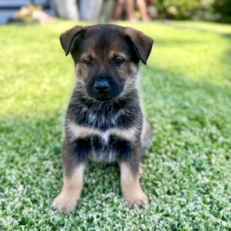 Moose, a Adoptable mixed breed in San Juan Capistrano, CA image 2/3