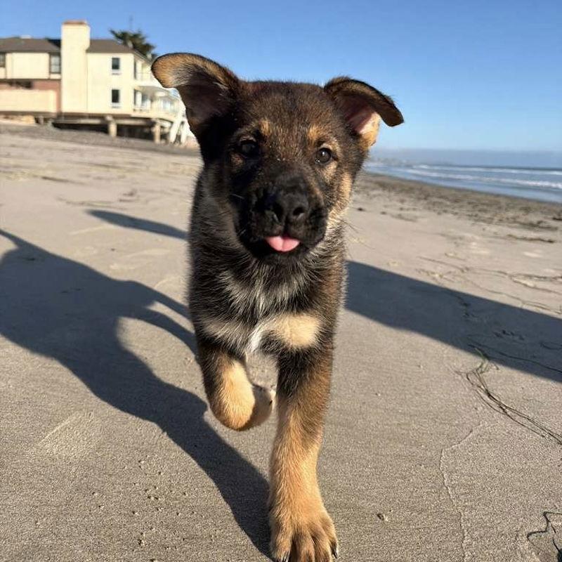 Moose, a Adoptable mixed breed in San Juan Capistrano, CA image 3/3