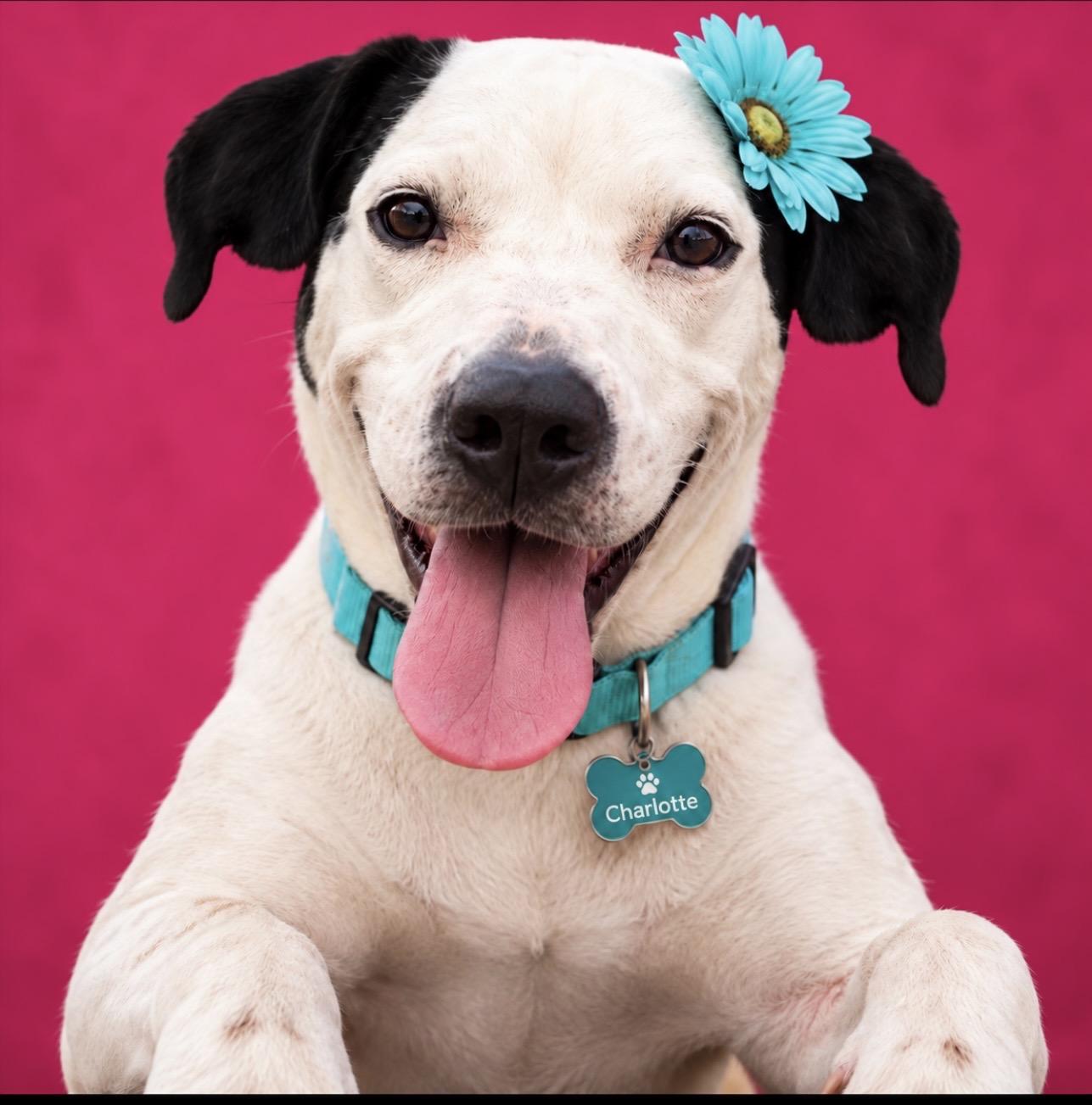 Charlotte, Adoptable, Adult Female Labrador Retriever.