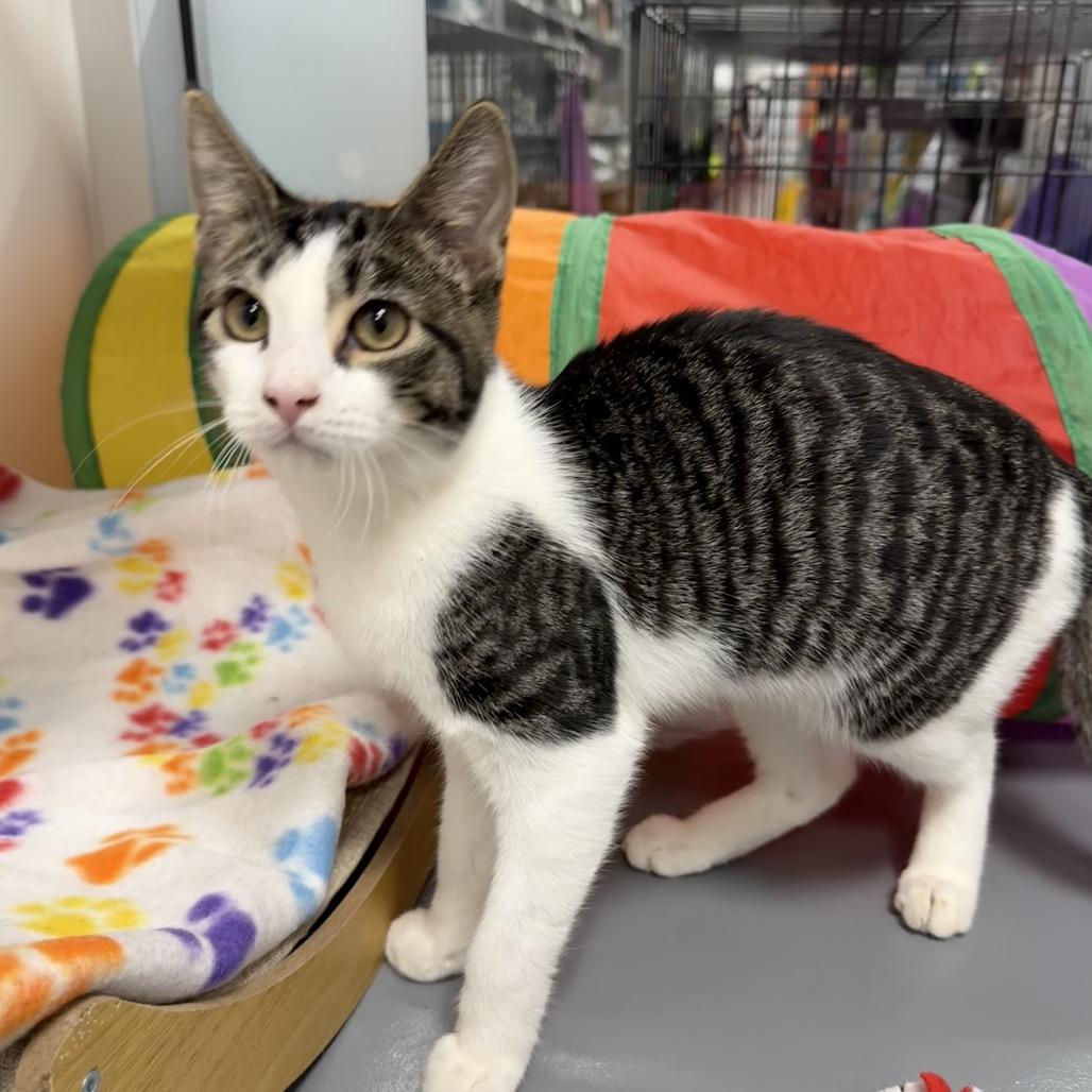 Auri, Adoptable, Young Female Domestic Short Hair.