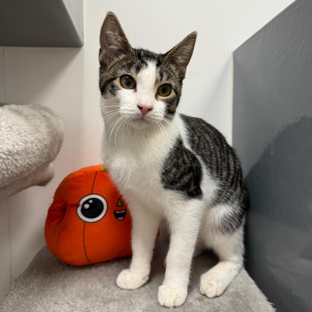 Enlarge Auri, a Adoptable Domestic Short Hair in Woodstock, GA image 2/3