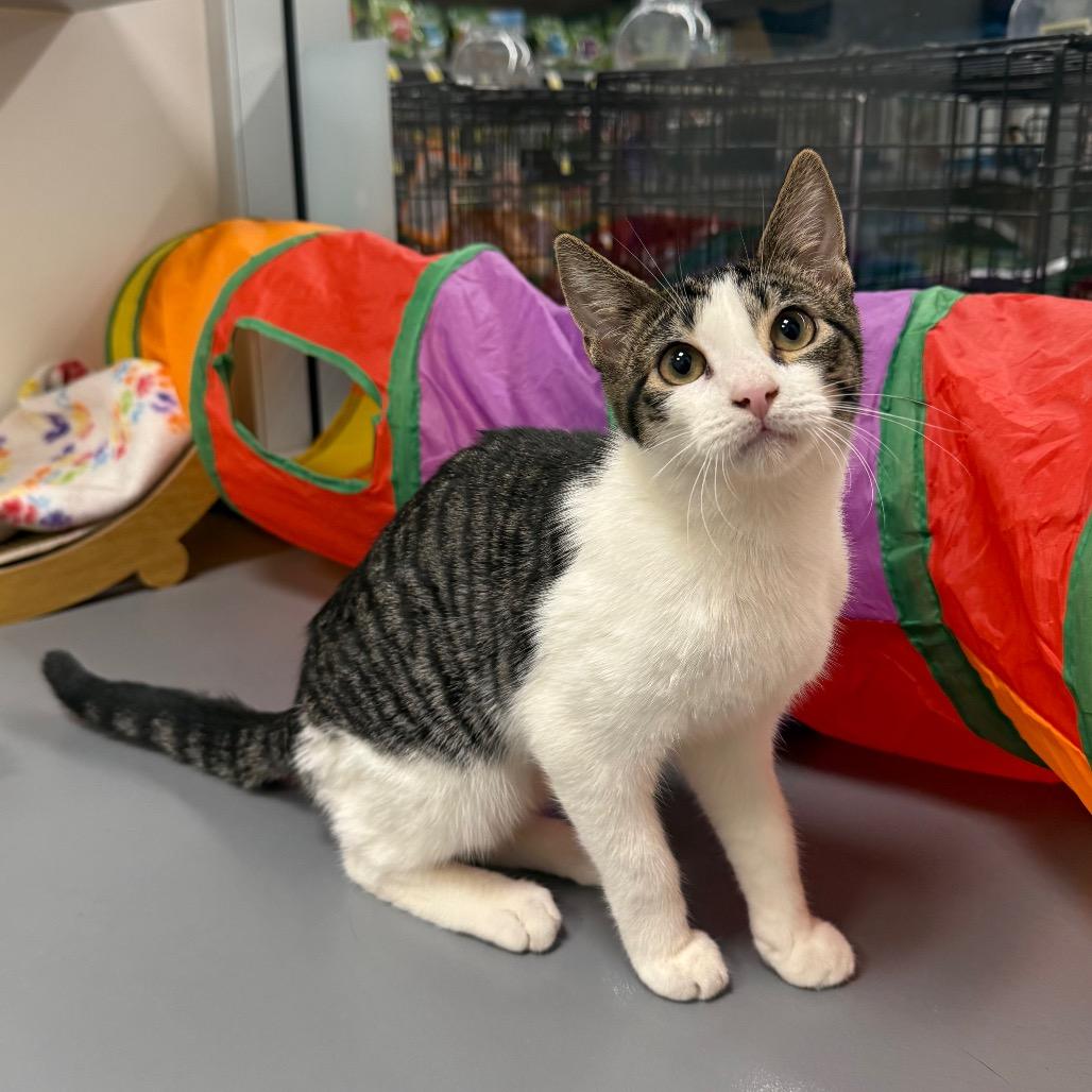 Enlarge Auri, a Adoptable Domestic Short Hair in Woodstock, GA image 3/3