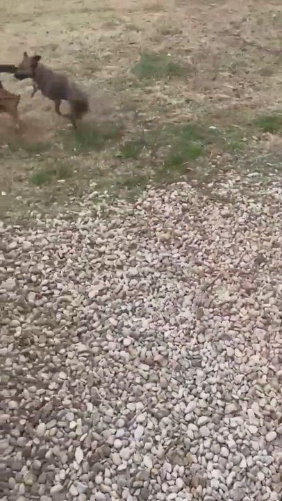 Enlarge Sarah, a Adopted mixed breed in Adkins, TX video 3/5