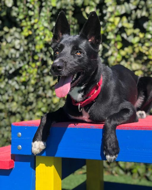KODA, a Adoptable mixed breed in Vallejo, CA image 4/6