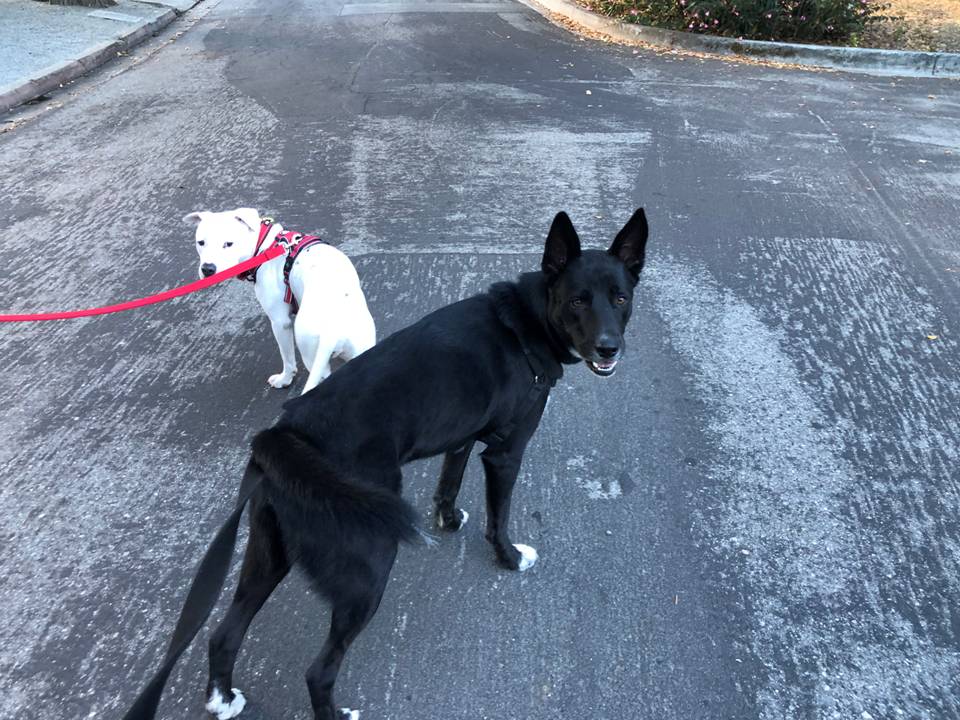 KODA, a Adoptable mixed breed in Vallejo, CA image 2/6