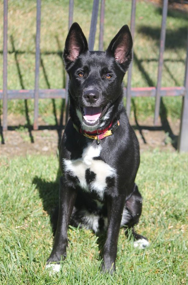 KODA, a Adoptable mixed breed in Vallejo, CA image 6/6