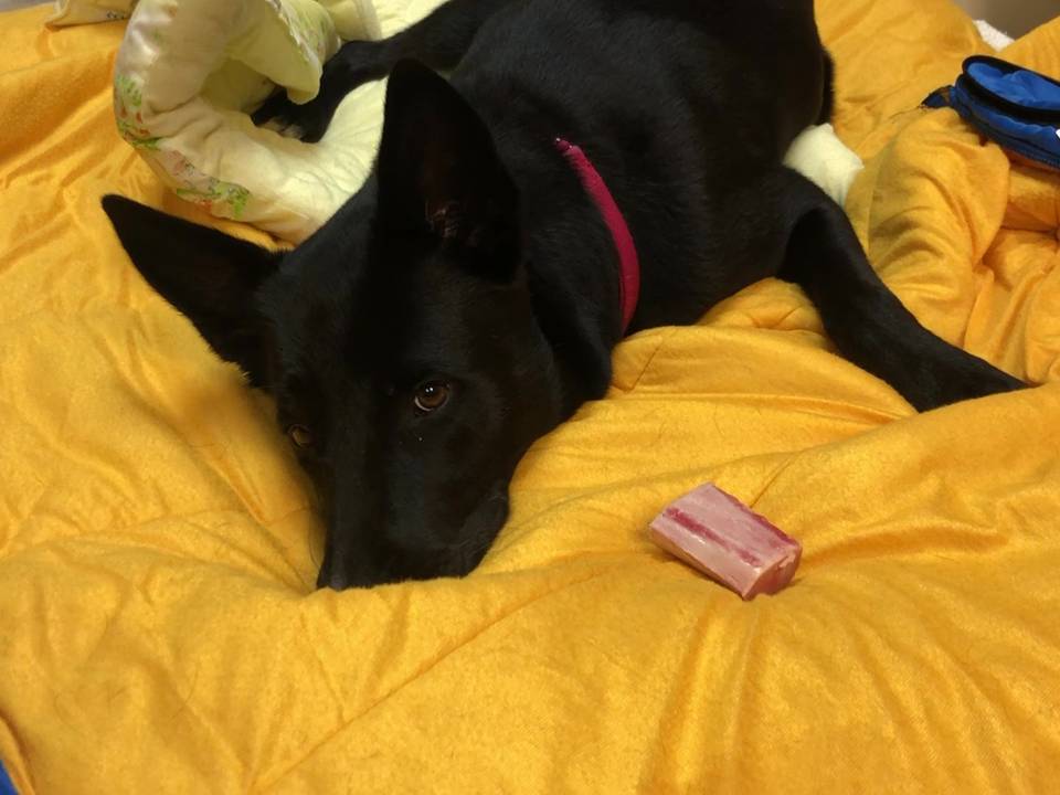 KODA, a Adoptable mixed breed in Vallejo, CA image 5/6