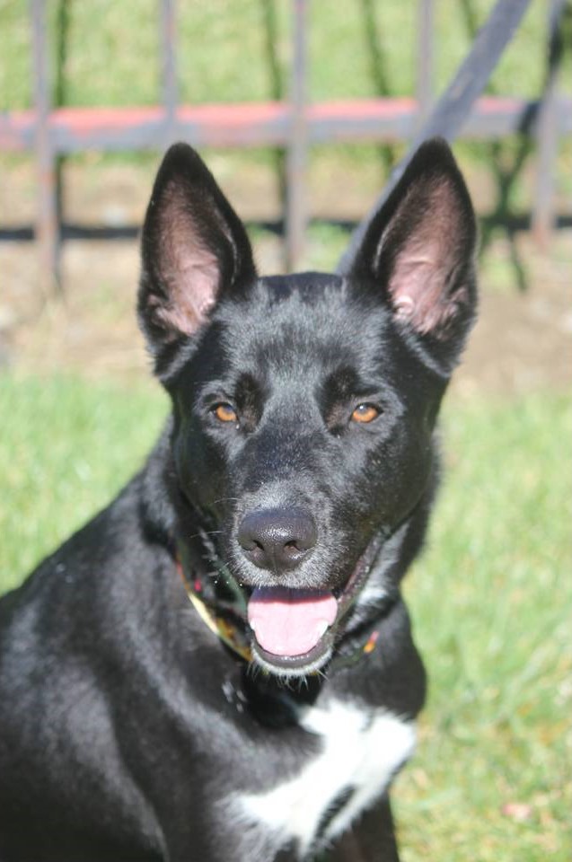 KODA, a Adoptable mixed breed in Vallejo, CA image 1/6