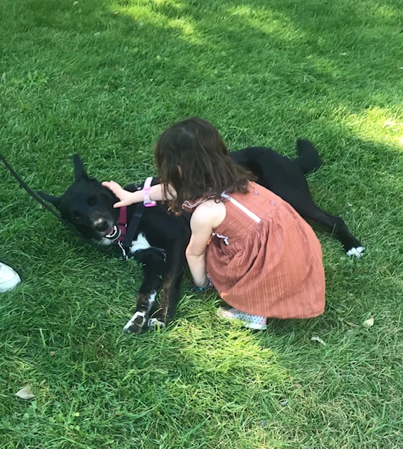 KODA, a Adoptable mixed breed in Vallejo, CA image 3/6