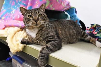 Grayson, a Adoptable mixed breed in Scotia, NY image 2/3