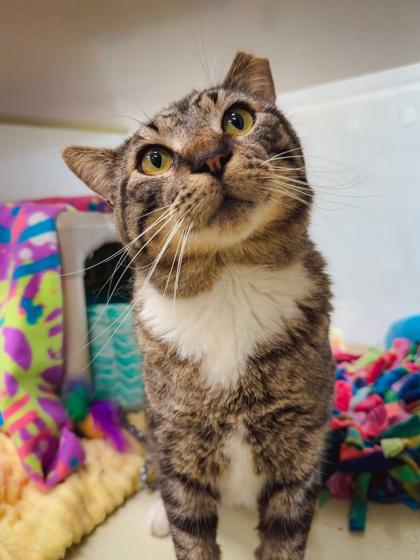 Grayson, a Adoptable mixed breed in Scotia, NY image 3/3