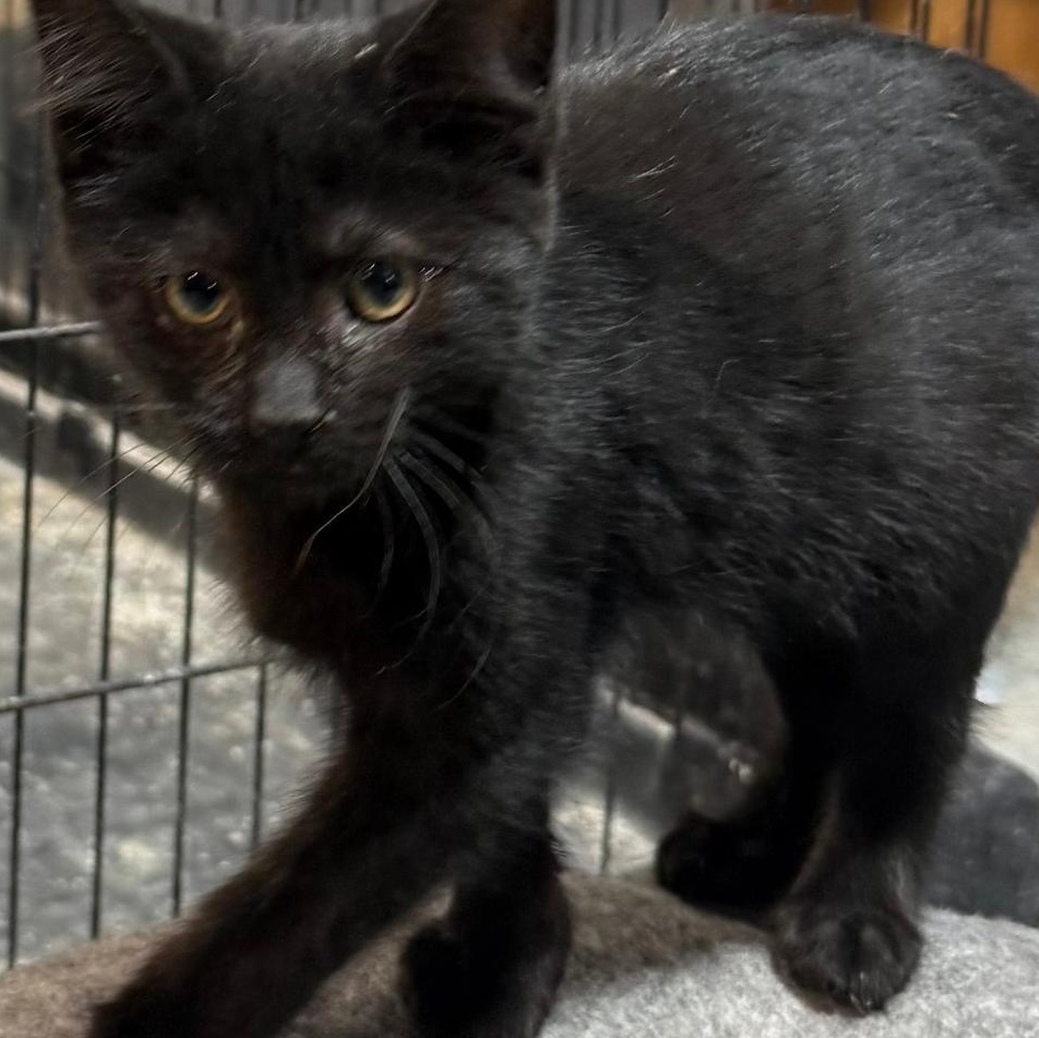 Enlarge EBONY, a ADOPTABLE Domestic Short Hair in Gresham, WI image 1/1