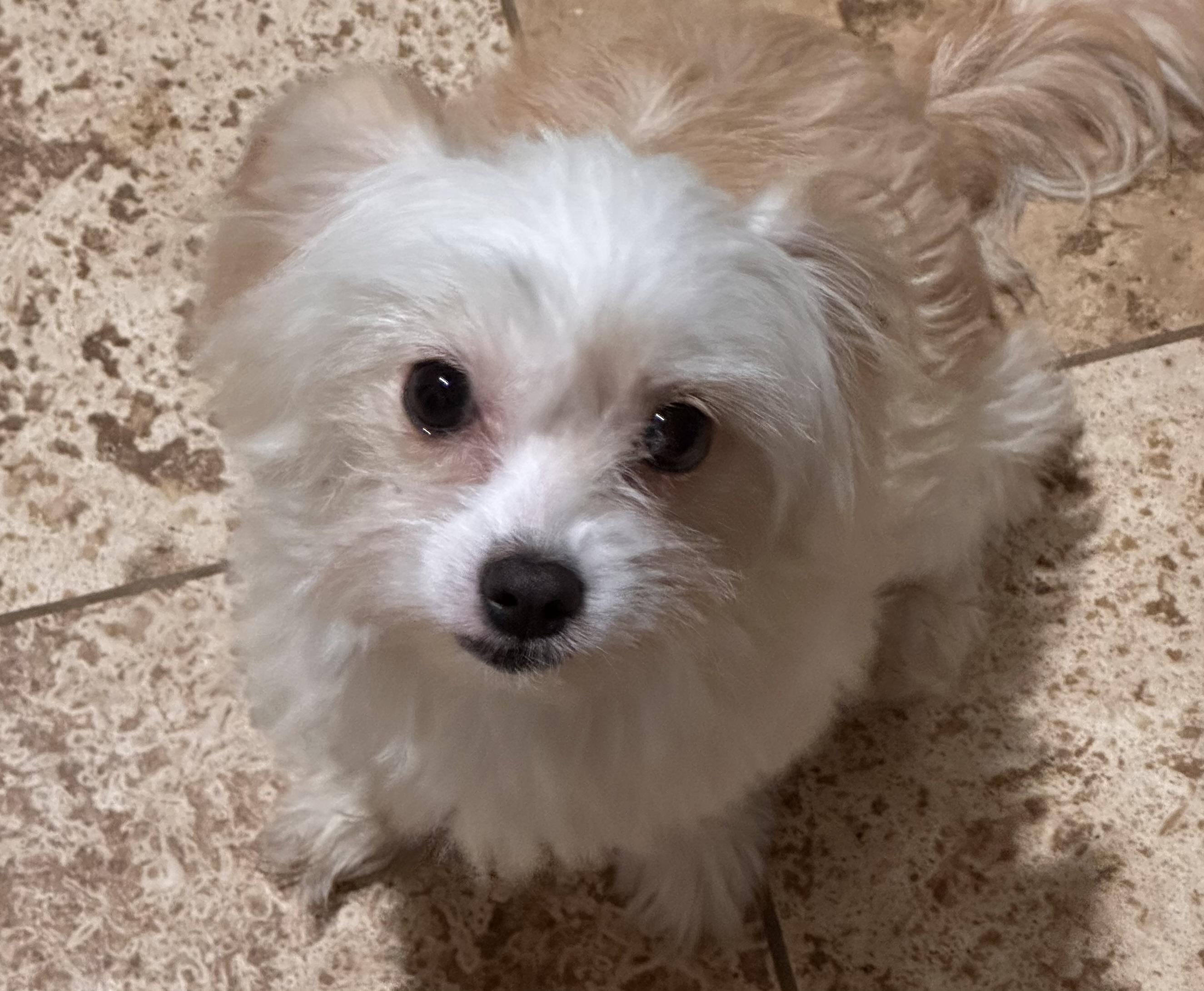 Enlarge Little Star, a Adoptable Maltese in Topanga, CA image 3/3