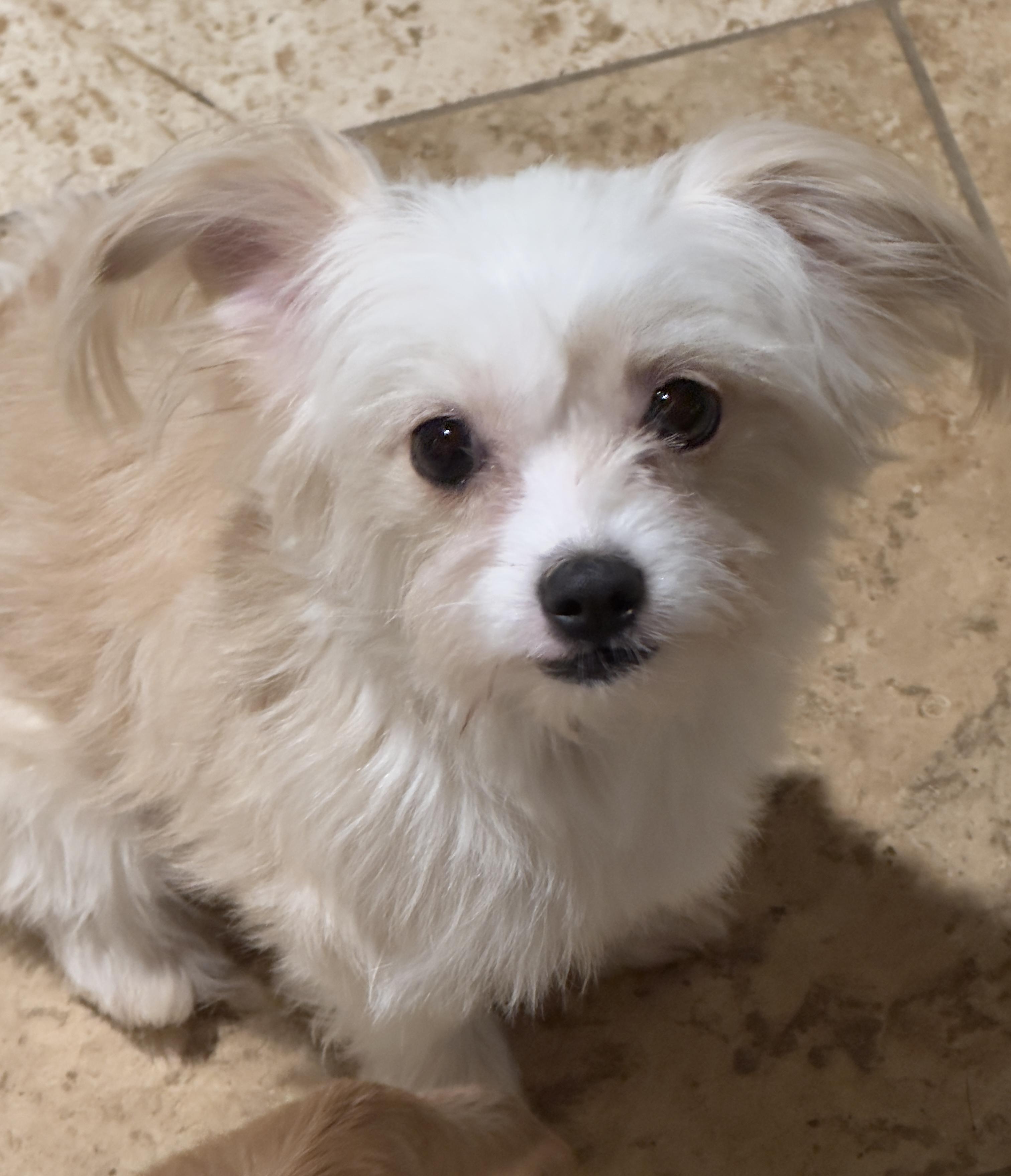 Enlarge Little Star, a Adoptable Maltese in Topanga, CA image 1/3