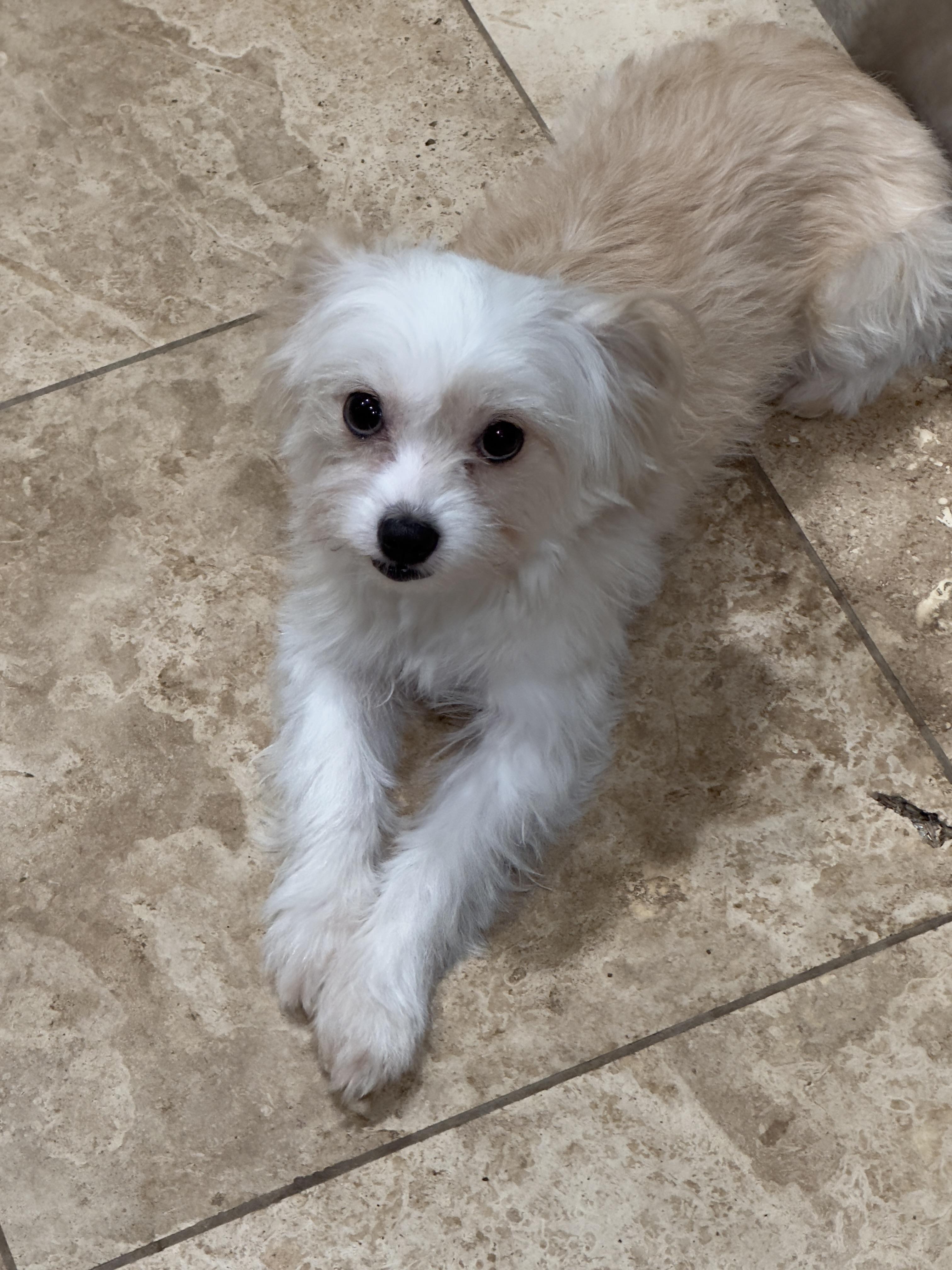 Enlarge Little Star, a Adoptable Maltese in Topanga, CA image 2/3