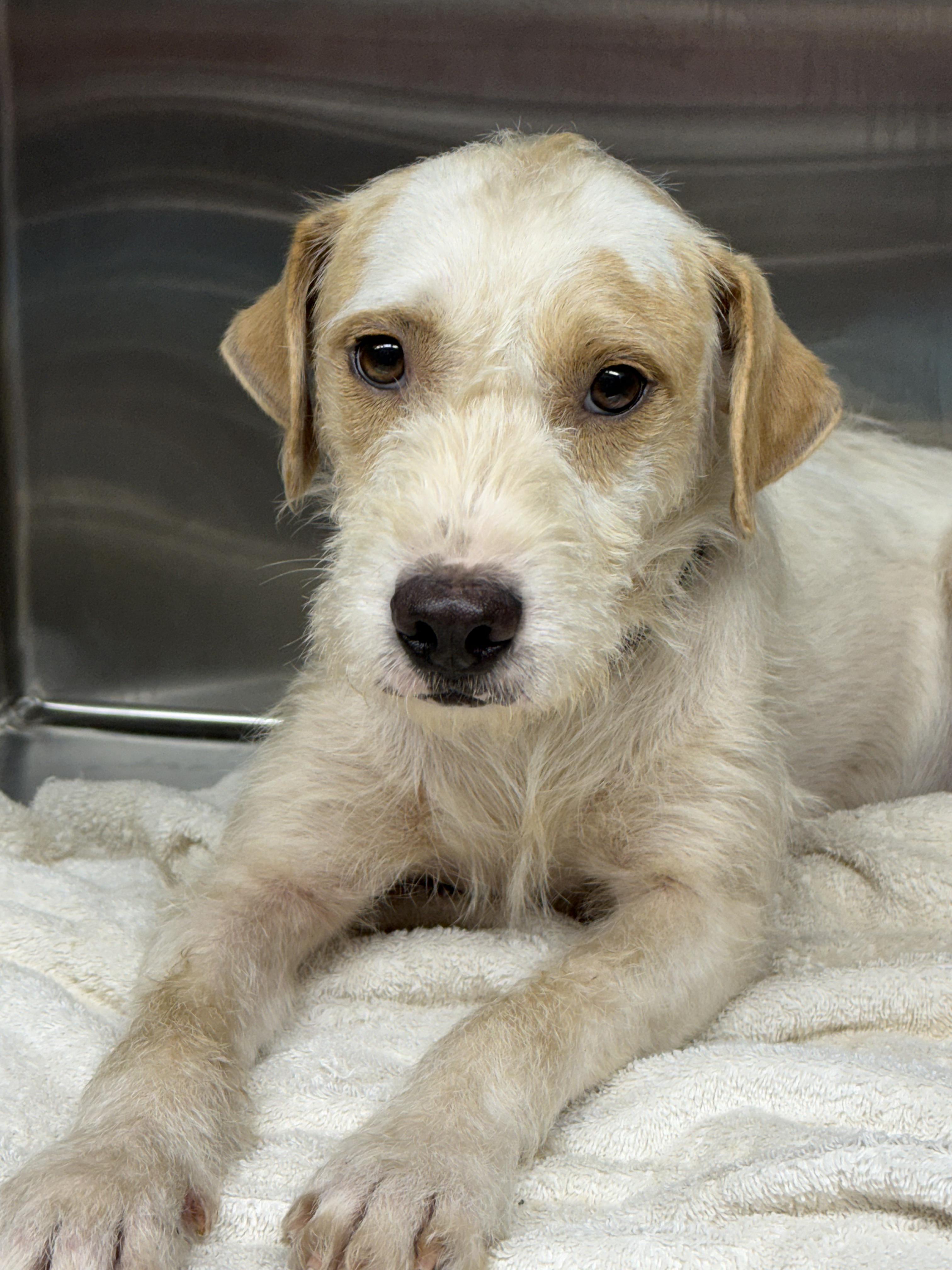 Griffon, adopted, Adult Male Irish Terrier.