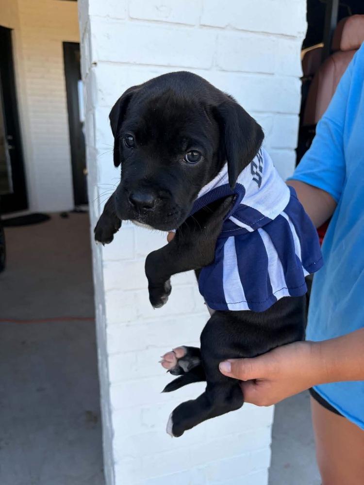Enlarge Star, a Adoptable mixed breed in Frisco, TX image 1/3