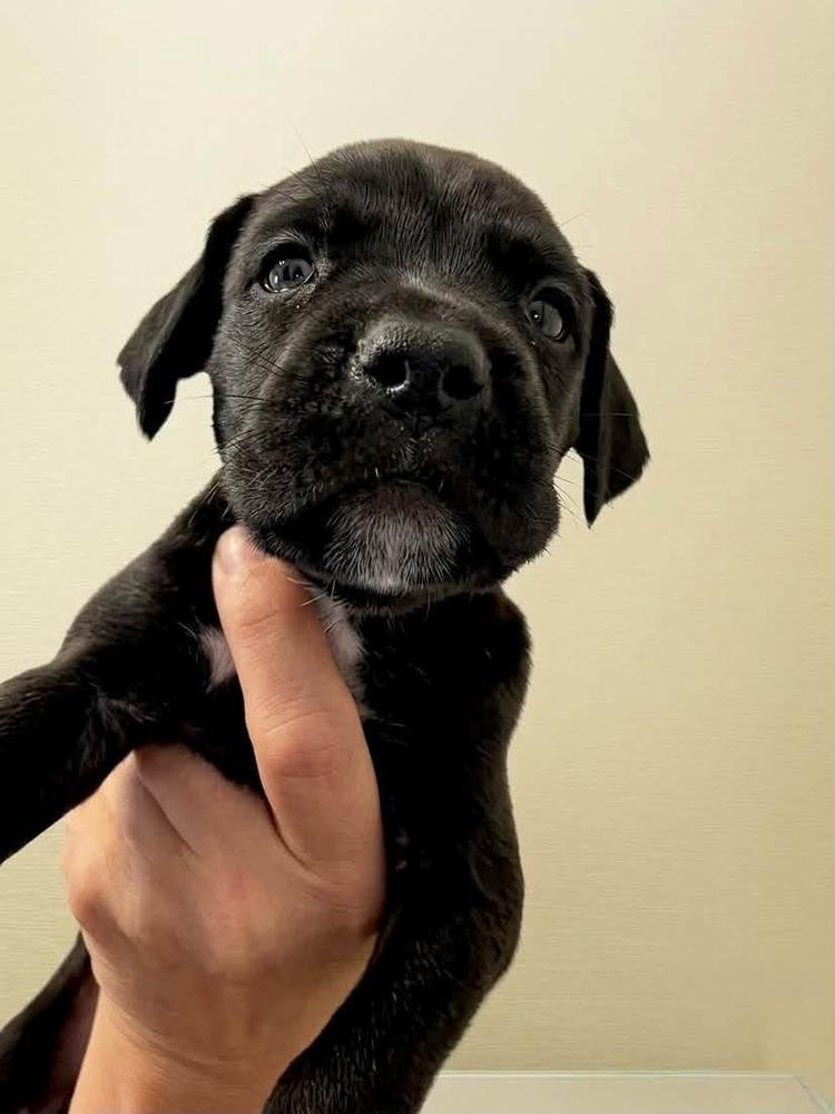 Enlarge Star, a Adoptable mixed breed in Frisco, TX image 3/3