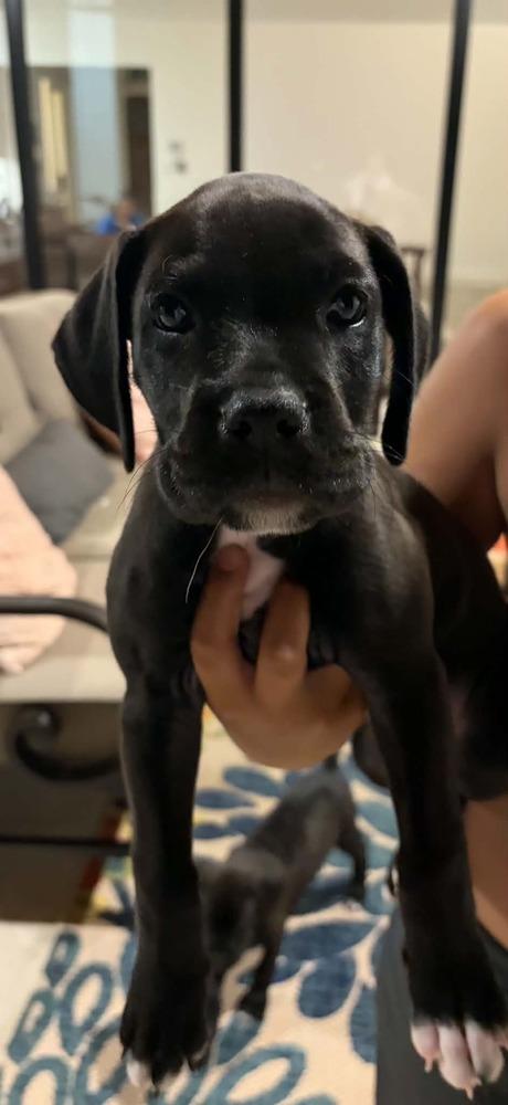 Enlarge Star, a Adoptable mixed breed in Frisco, TX image 4/4