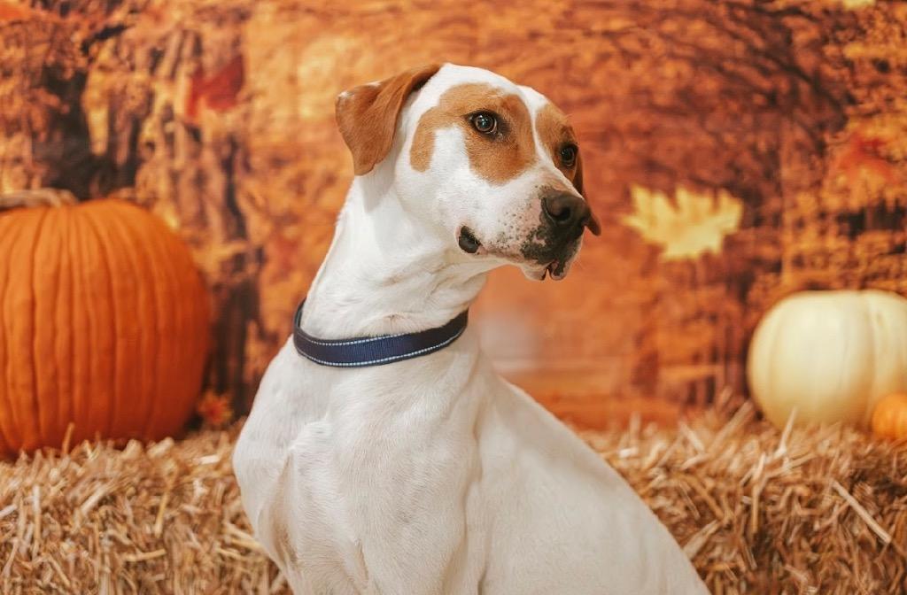 Romeo, Adoptable, Adult Male Foxhound & Mixed Breed.
