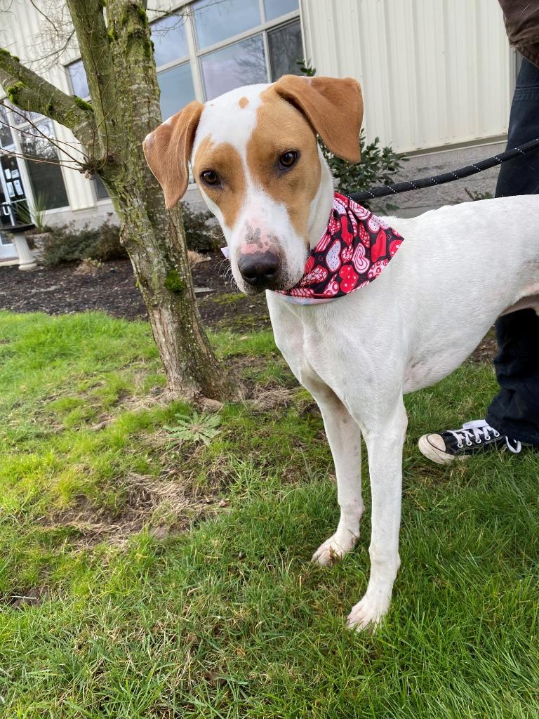 Enlarge Romeo, a Adoptable mixed breed in Newberg, OR image 3/6