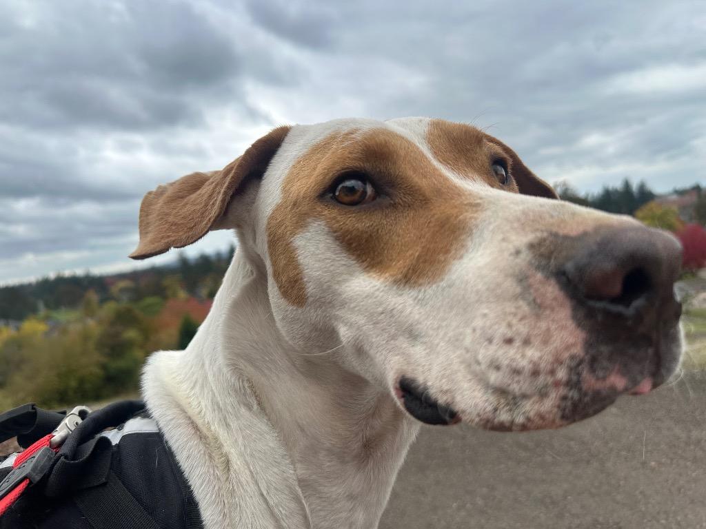 Enlarge Romeo, a Adoptable mixed breed in Newberg, OR image 4/6
