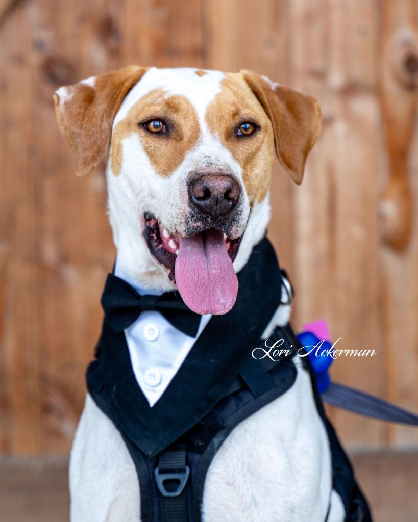 Enlarge Romeo, a Adoptable mixed breed in Newberg, OR image 3/6