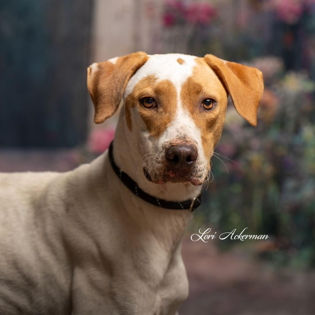 Romeo, a Adoptable mixed breed in Newberg, OR image 3/6