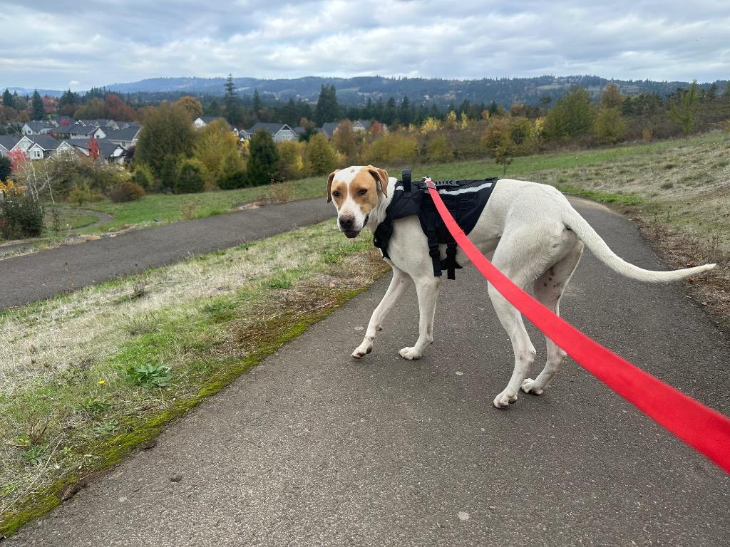 Enlarge Romeo, a Adoptable mixed breed in Newberg, OR image 5/6