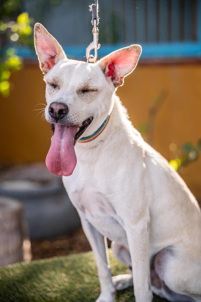 Enlarge Odie, a Adoptable mixed breed in Anacortes, WA image 1/6