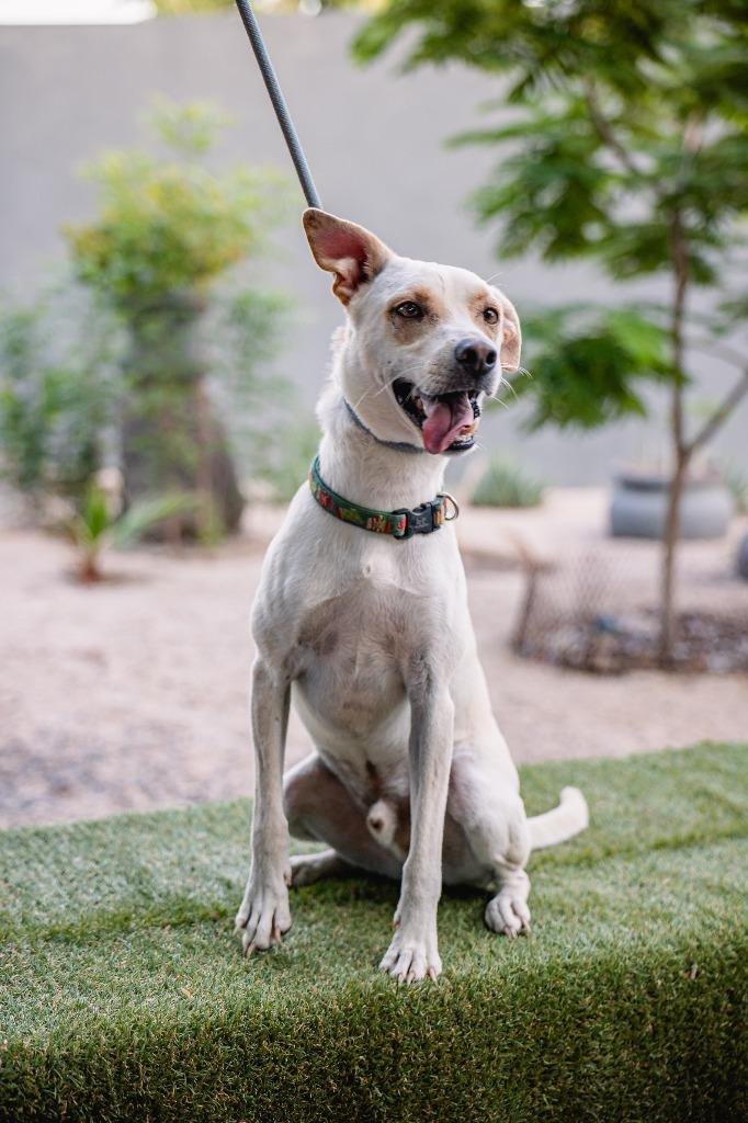 Odie, a Adoptable mixed breed in Anacortes, WA image 1/5