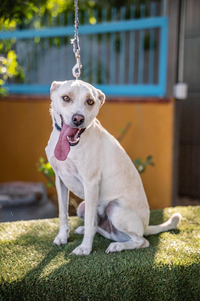 Enlarge Odie, a Adoptable mixed breed in Anacortes, WA image 2/6