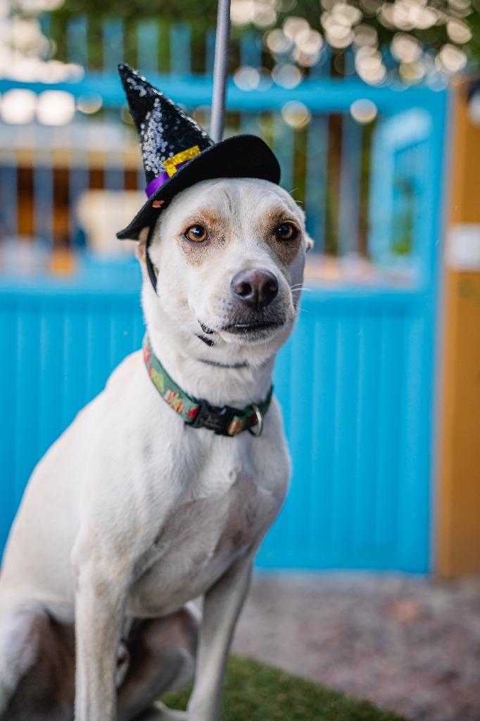Enlarge Odie, a Adoptable mixed breed in Anacortes, WA image 3/6