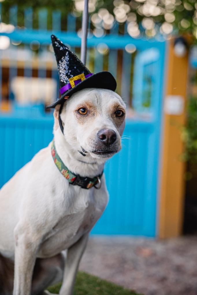 Odie, Adoptable, Adult Male White German Shepherd & Carolina Dog.