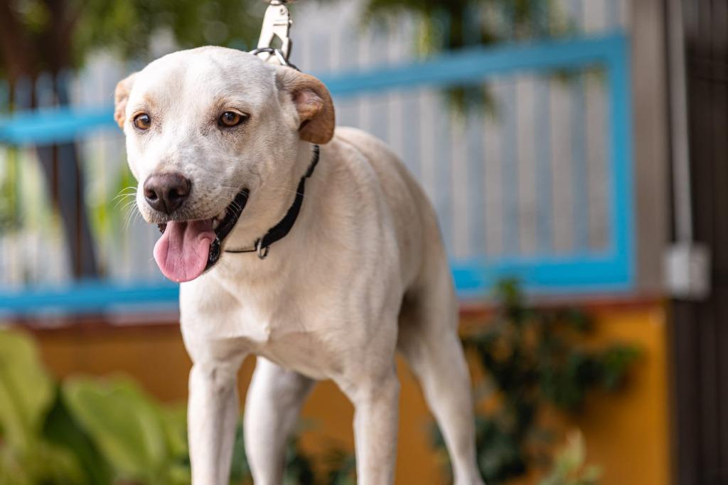 Enlarge Odie, a Adoptable mixed breed in Anacortes, WA image 2/6