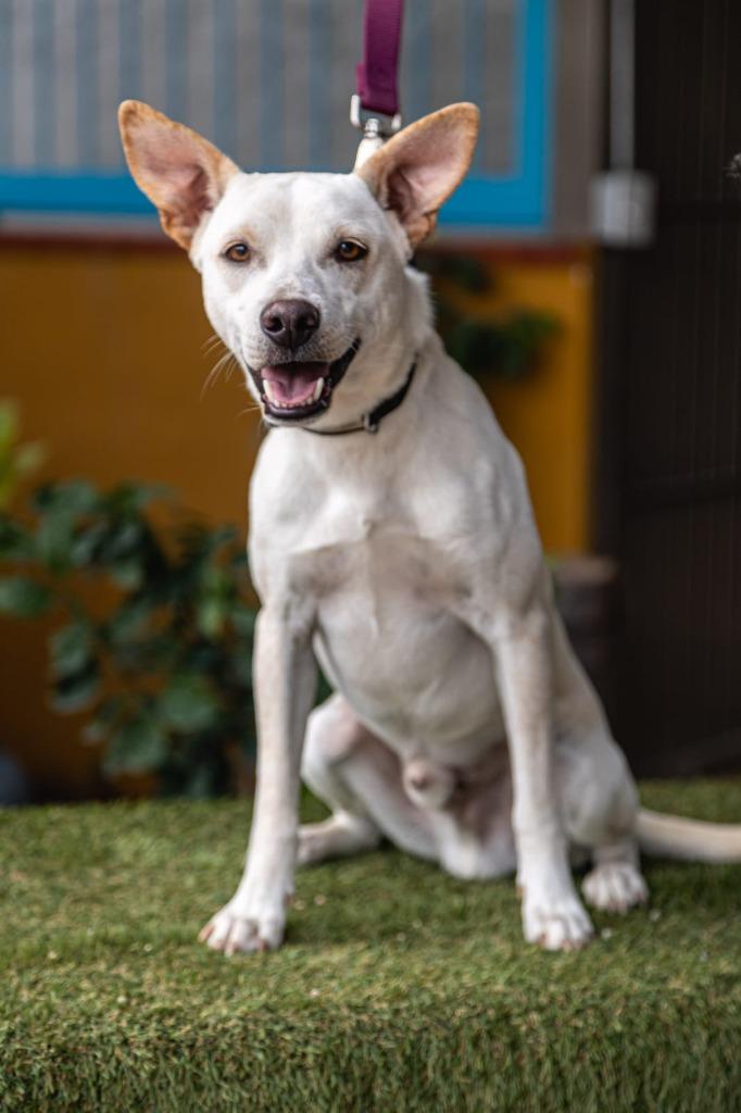 Enlarge Odie, a Adoptable mixed breed in Anacortes, WA image 3/6