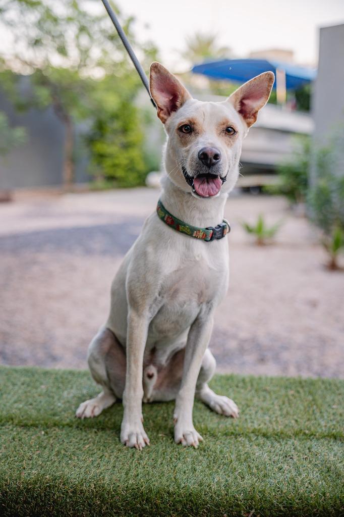 Enlarge Odie, a Adoptable mixed breed in Anacortes, WA image 5/6