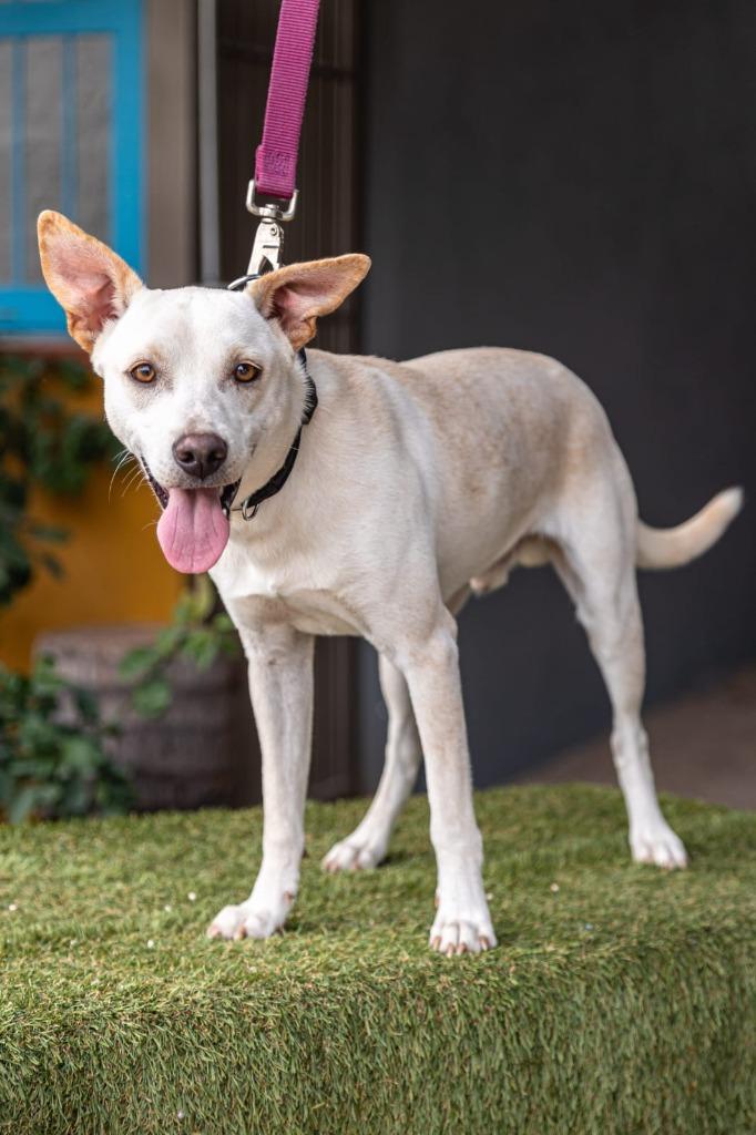 Enlarge Odie, a Adoptable mixed breed in Anacortes, WA image 4/6