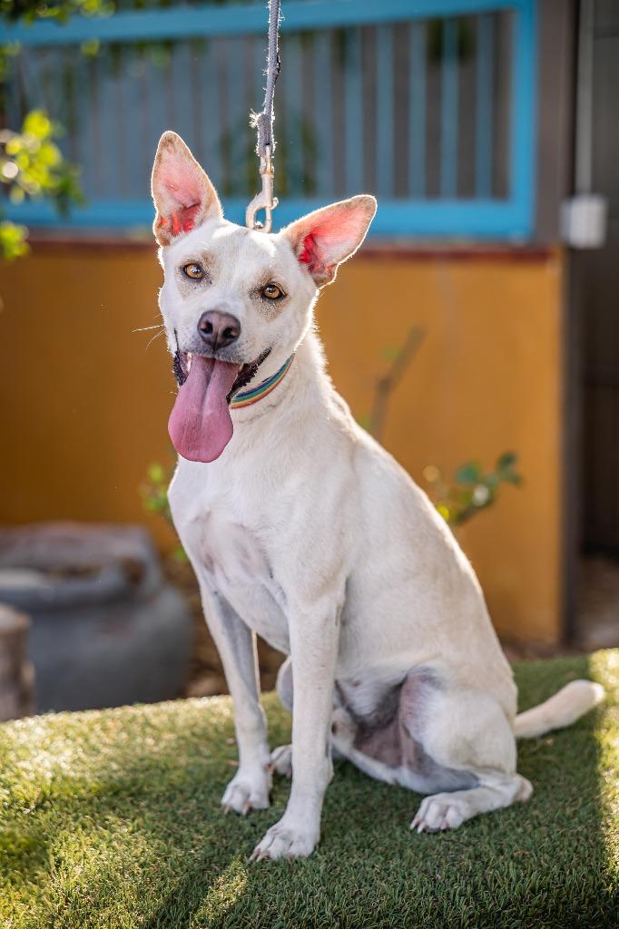 Enlarge Odie, a Adoptable mixed breed in Anacortes, WA image 6/6