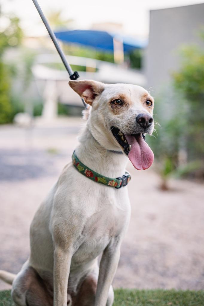 Enlarge Odie, a Adoptable mixed breed in Anacortes, WA image 5/6