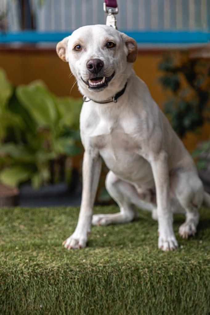 Enlarge Odie, a Adoptable mixed breed in Anacortes, WA image 6/6