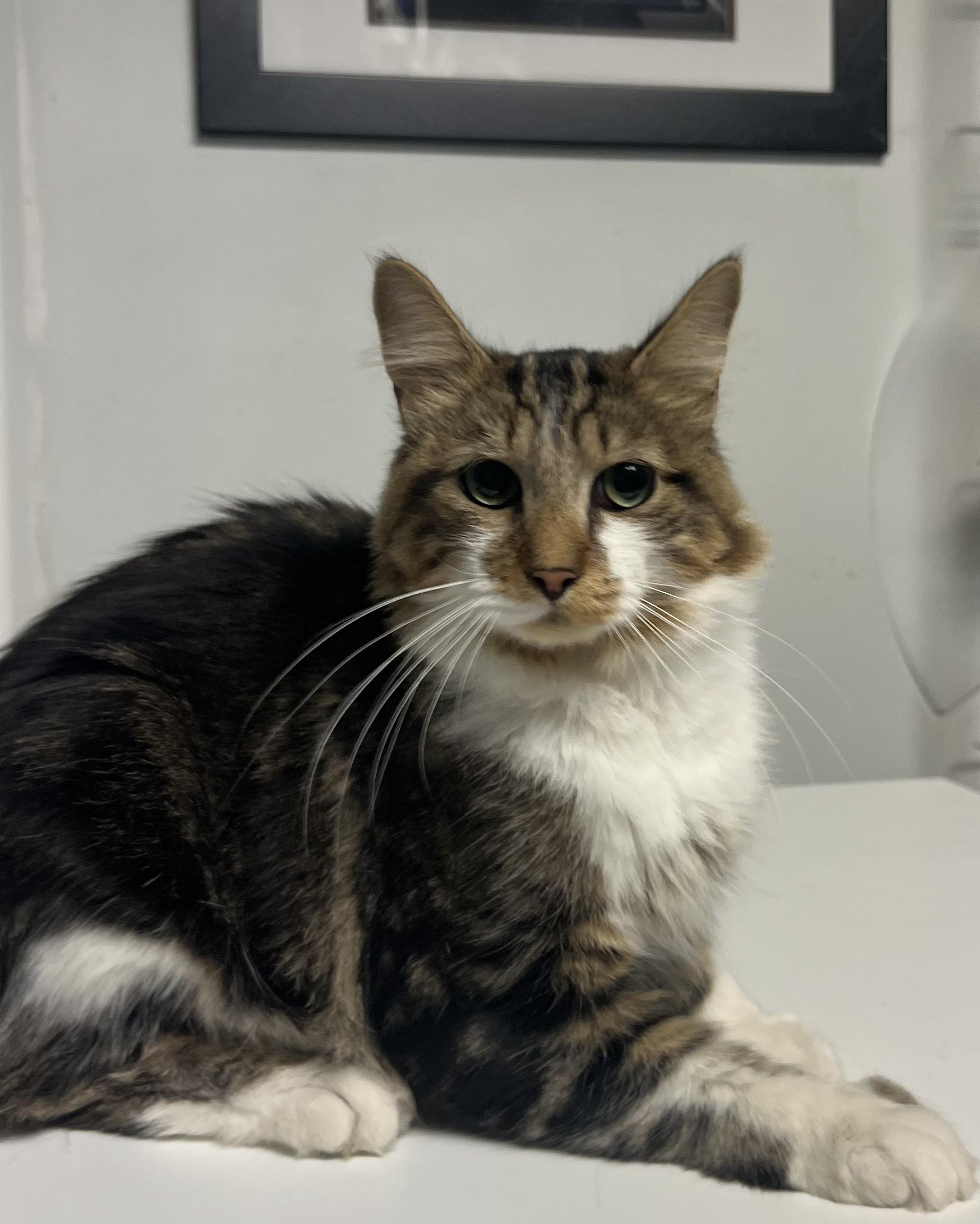 Enlarge Hemingway, a Adopted Domestic Long Hair in Gaithersburg, MD image 2/2