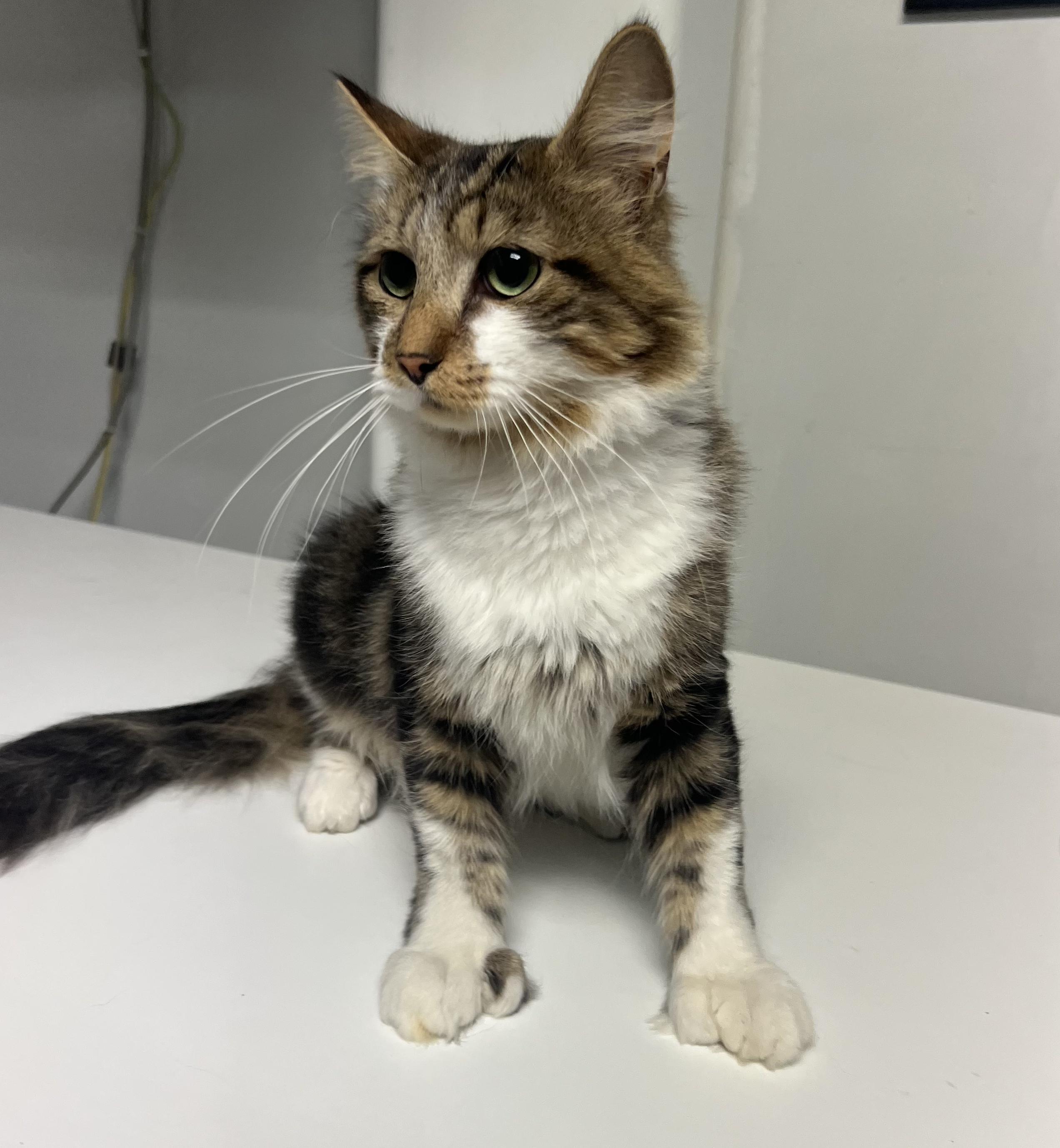 Enlarge Hemingway, a Adopted Domestic Long Hair in Gaithersburg, MD image 1/2